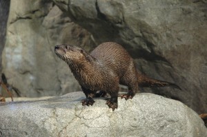 Visit the Otters at the Wild Center